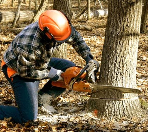 Tree Removal in Rosharon, TX